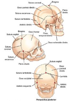 the bones of the head and neck are labeled in red, with labels on each side