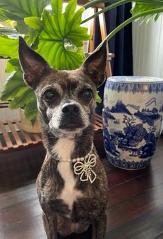 a brown and white dog sitting on top of a wooden floor next to a potted plant