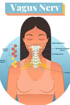 Low Thyroid Remedies, Thyroid Healing, Low Thyroid, Cervical Vertebrae, Thyroid Issues, Vagus Nerve, Thyroid Gland, Thyroid Health