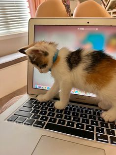 a kitten standing on top of a laptop computer