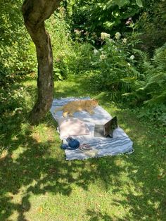 an orange cat laying on top of a blanket in the grass next to a tree