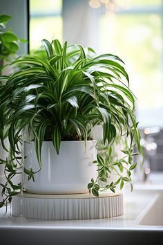 a potted plant sitting on top of a kitchen counter