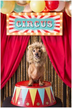 a small dog is sitting on top of a circus themed cake with balloons in the background