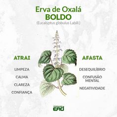 an image of some plants that are labeled in spanish