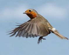 a bird flying through the air with its wings spread