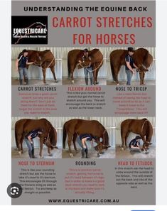 the instructions on how to use an equine back for horses are shown in this poster