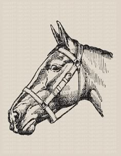 a drawing of a horse's head with bridle on its face, in black and white