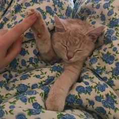 an orange cat sleeping on top of a bed covered in blue and white flowers next to a person's hand