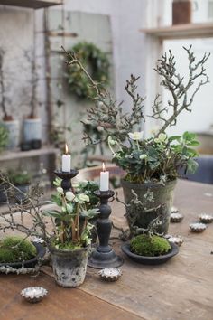 several potted plants sitting on top of a wooden table next to candles and moss