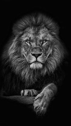 a black and white photo of a lion in the dark with its paws on his chest