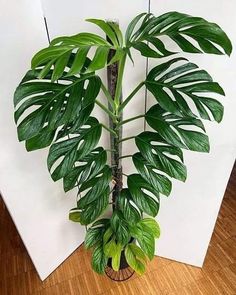 a large green plant sitting on top of a wooden floor next to a white wall