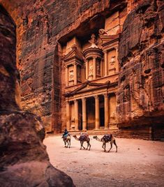 three camels are walking in front of an ancient building