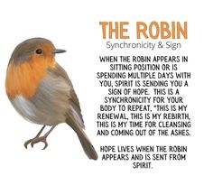 Bird Symbolism Meaning, Robin Meaning, Wisdom Stories, Bird Meaning, Backyard Birds Watching, Goddess Witch