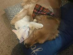 a brown dog laying on top of a blue pillow next to a white cat wearing a bow tie