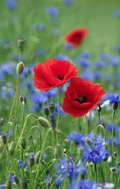 red poppies and blue flowers in a field with green grass on the other side