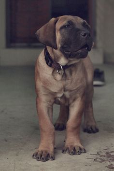 a brown dog standing on top of a cement floor