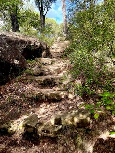 a rocky trail in the woods with lots of trees