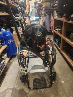 a black dog sitting on top of a cart in a store