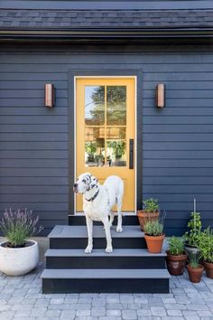 a white dog standing on steps in front of a yellow door and potted plants