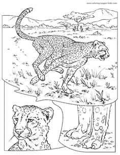 the cheetah and leopards are in their habitat coloring book pages, coloring books, animal drawings, art drawings, drawing lessons, person, animals, wildlife, lion, pictures, illustration, sketches, creatures, african, how to draw