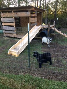 two goats in a fenced off area with a ramp