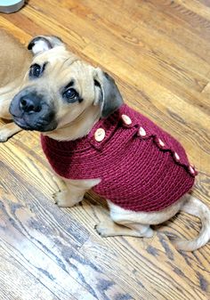 a dog wearing a sweater sitting on the floor