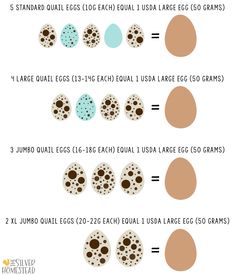 an image of eggs in different sizes and colors with the same number of eggs on each side