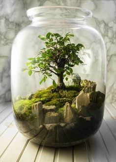 a bonsai tree in a glass jar filled with moss