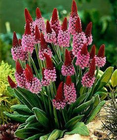 red and pink flowers are growing in the ground next to green plants with leaves on them