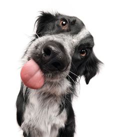 a black and white dog sticking its tongue out