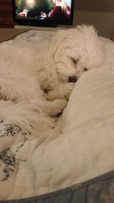 a white dog laying on top of a bed next to a tv