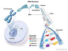 the structure of a cell is shown in this diagram, and shows its different functions