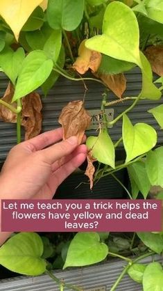 someone is picking leaves from a plant with the words let me teach you a trick helps the flowers have yellow and dead leaves?