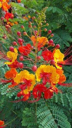 some very pretty colorful flowers in the grass