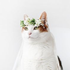 a cat wearing a flower crown sitting on top of a white table next to a wall