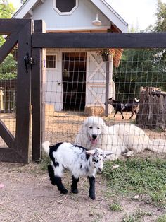 two goats in a fenced off area next to a dog house