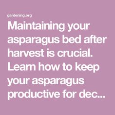 the text reads, maintaining your asparagus bed after harvest is crucial learn how to keep