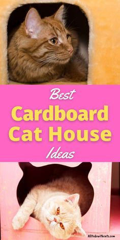 the best card board cat house ideas for cats and kittens to keep in their homes