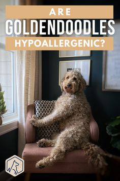 a dog sitting on top of a chair with the words are goldendoodles hypoallergenic?