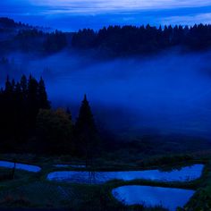 the sky is blue and there are some trees in the foreground with fog on the ground