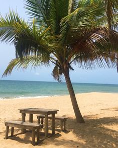 two picnic tables under a palm tree on the beach with blue water in the background