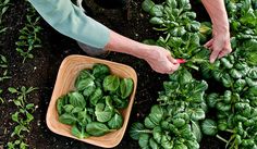 a woman is tending to some green plants