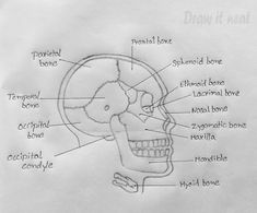 a diagram of the human skull with labels on it