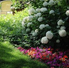 white flowers are growing in the grass near some trees and bushes with purple, red, and pink flowers