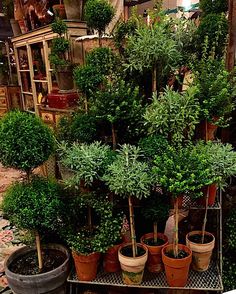 many potted plants are on display in the store