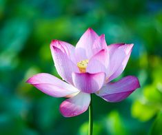 a pink lotus flower with green leaves in the foreground