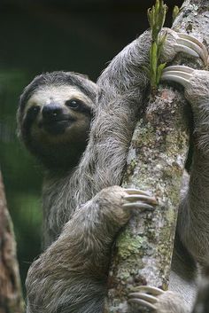 a brown and white sloth hanging on to a tree