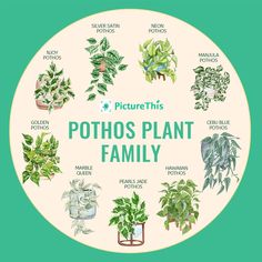 a circle with pothoso plants in it and the words pictures on each side