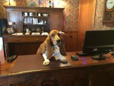 a dog sitting on top of a wooden desk