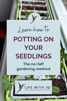 seedlings in trays with the words learn how to potting on your seeds